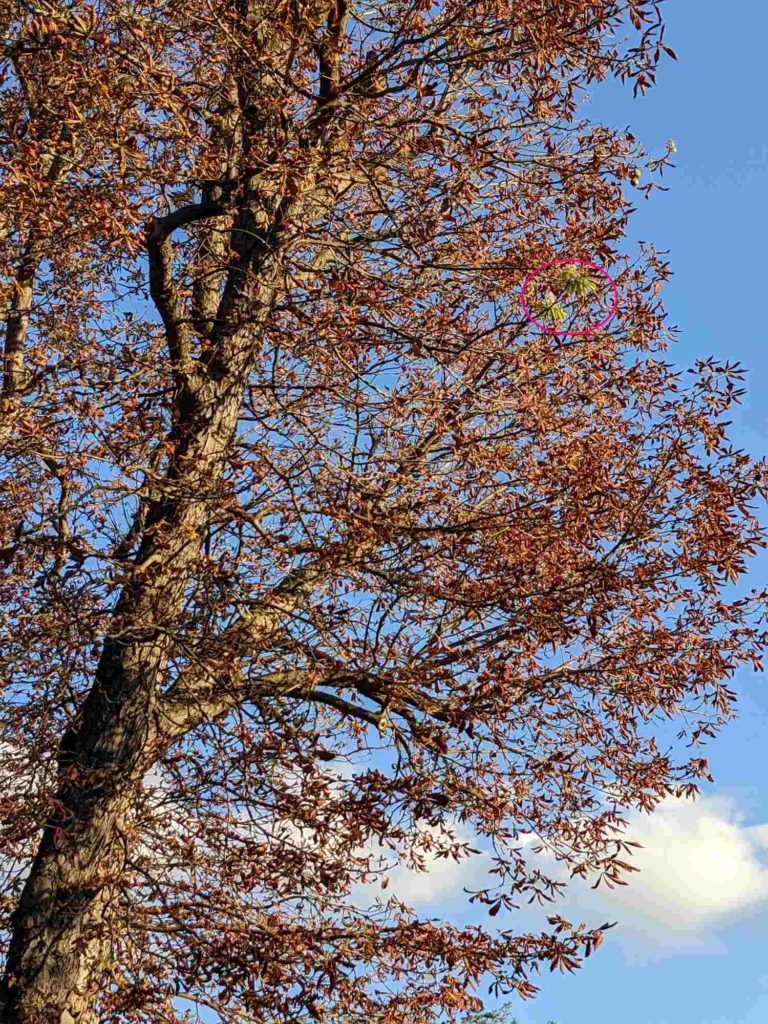 Angstblüte bei Kastanie, Kastanie blüht im Oktober