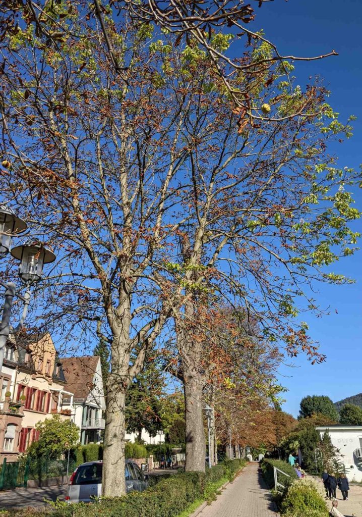 Angstblüte bei Kastanie, Kastanie blüht im Oktober