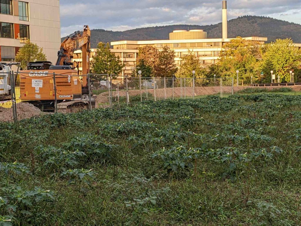 Gemeiner Stechapfel (Datura stramonium)  Vorkommen auf Brachflächen