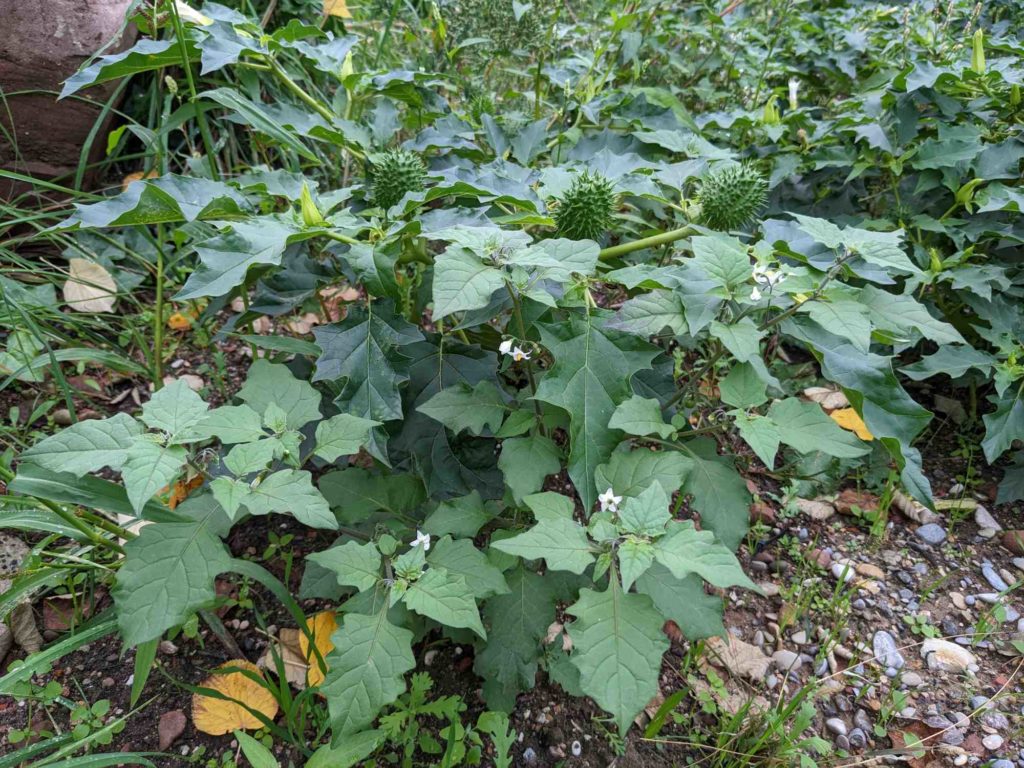 Schwarzer Nachtschatten (Solanum nigrum) und Stechapfel (Datura stramonium)