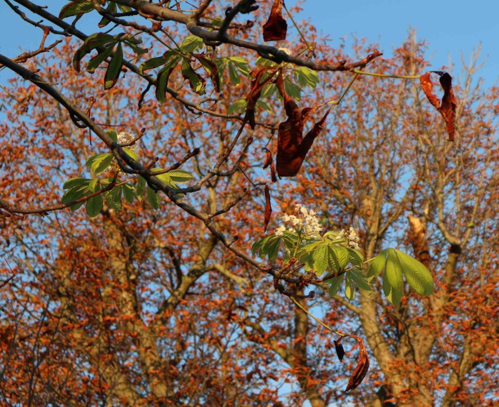Kastanienblüte im Oktober, Angstblüte bei Kastanie