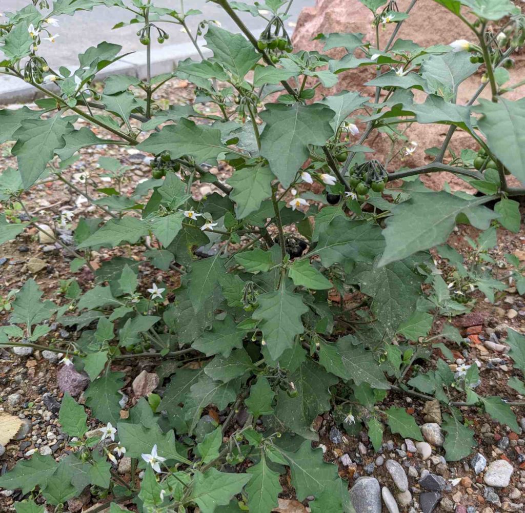 Schwarzer Nachtschatten (Solanum nigrum) mit Blüten, unreifen und reifen Früchten