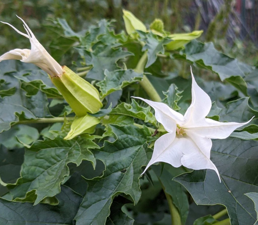 Gemeiner Stechapfel (Datura stramonium) , Hexenkraut