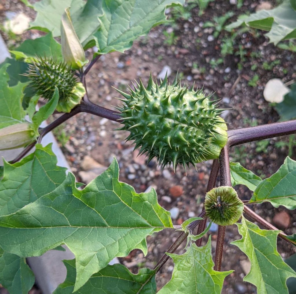 Gemeiner Stechapfel (Datura stramonium) , unreife Fruchtkaspel, Teufelsapfel