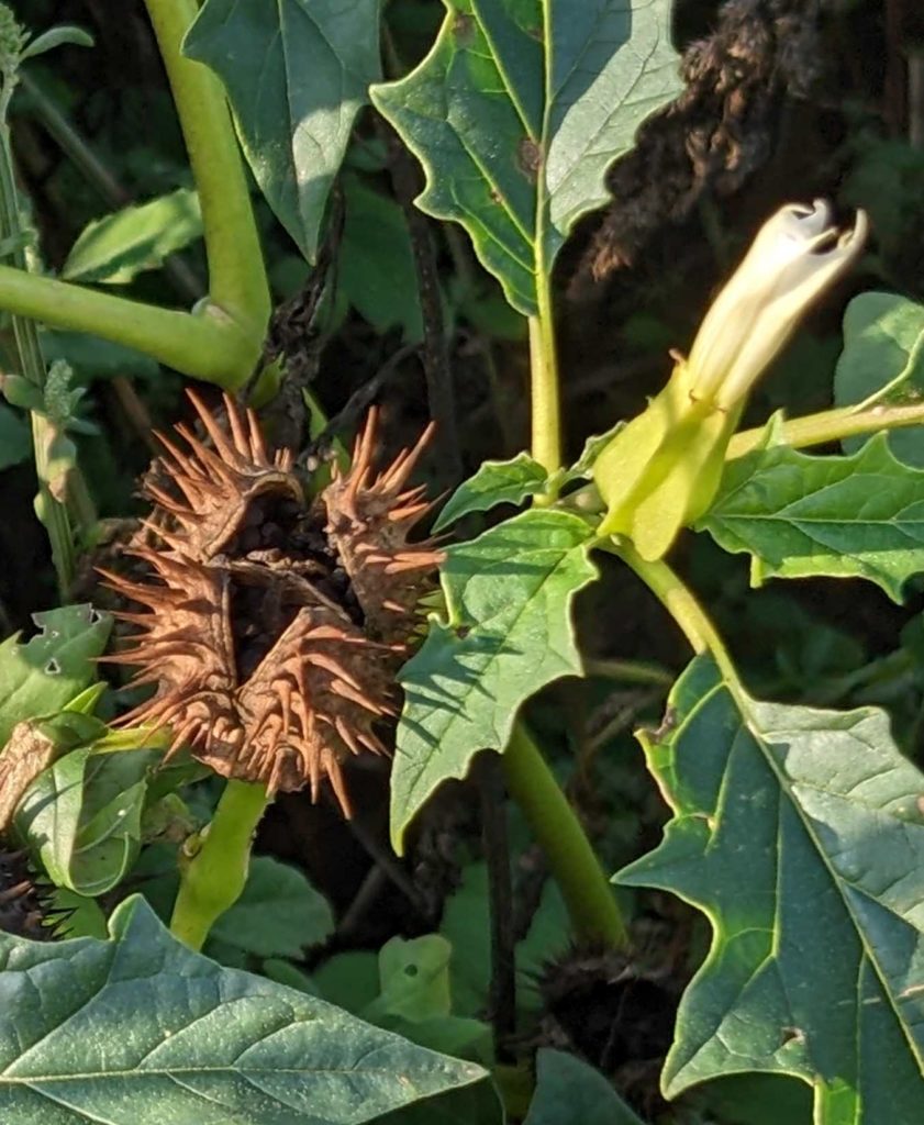 Gemeiner Stechapfel (Datura stramonium) reife Fruchtkapsel mit Samen