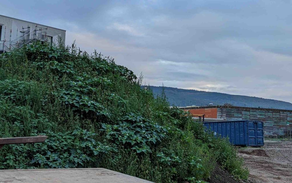 Gemeiner Stechapfel (Datura stramonium) , Vorkommen auf Brachflächen