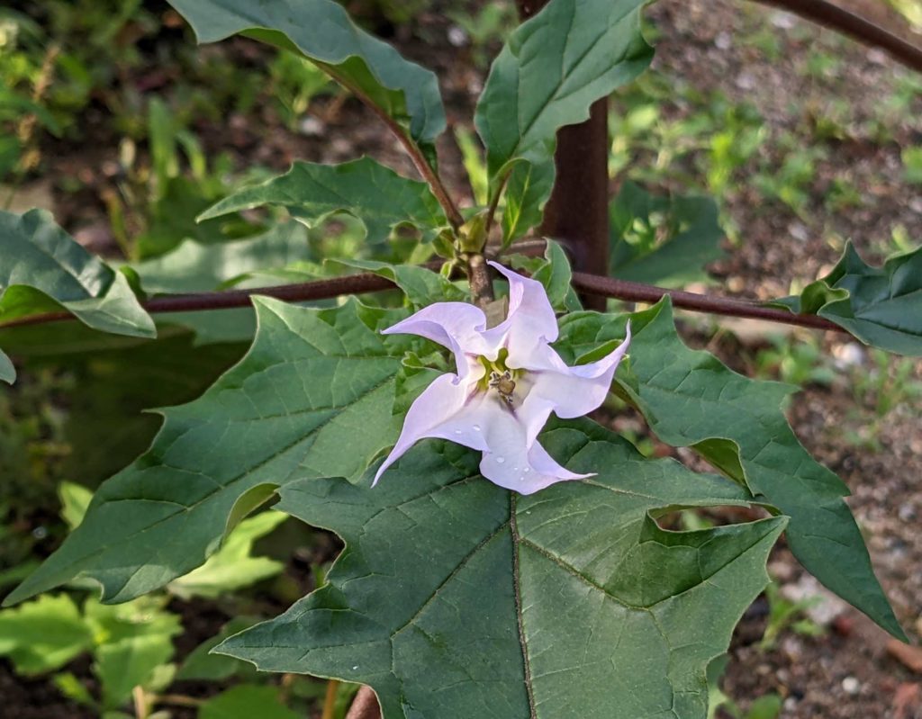 Gemeiner Stechapfel (Datura stramonium)  Blüte