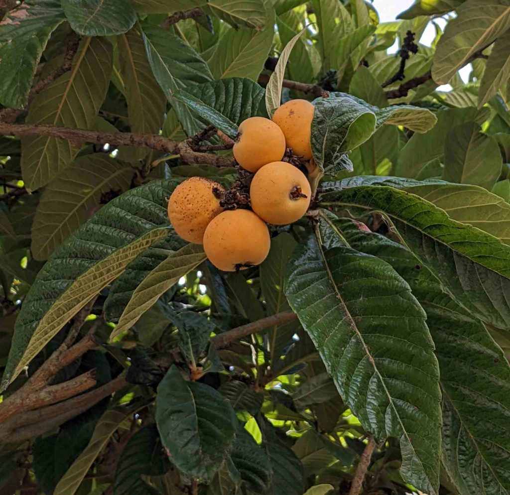 Japanische Wollmispel mit Früchten, Loquats, Nespole