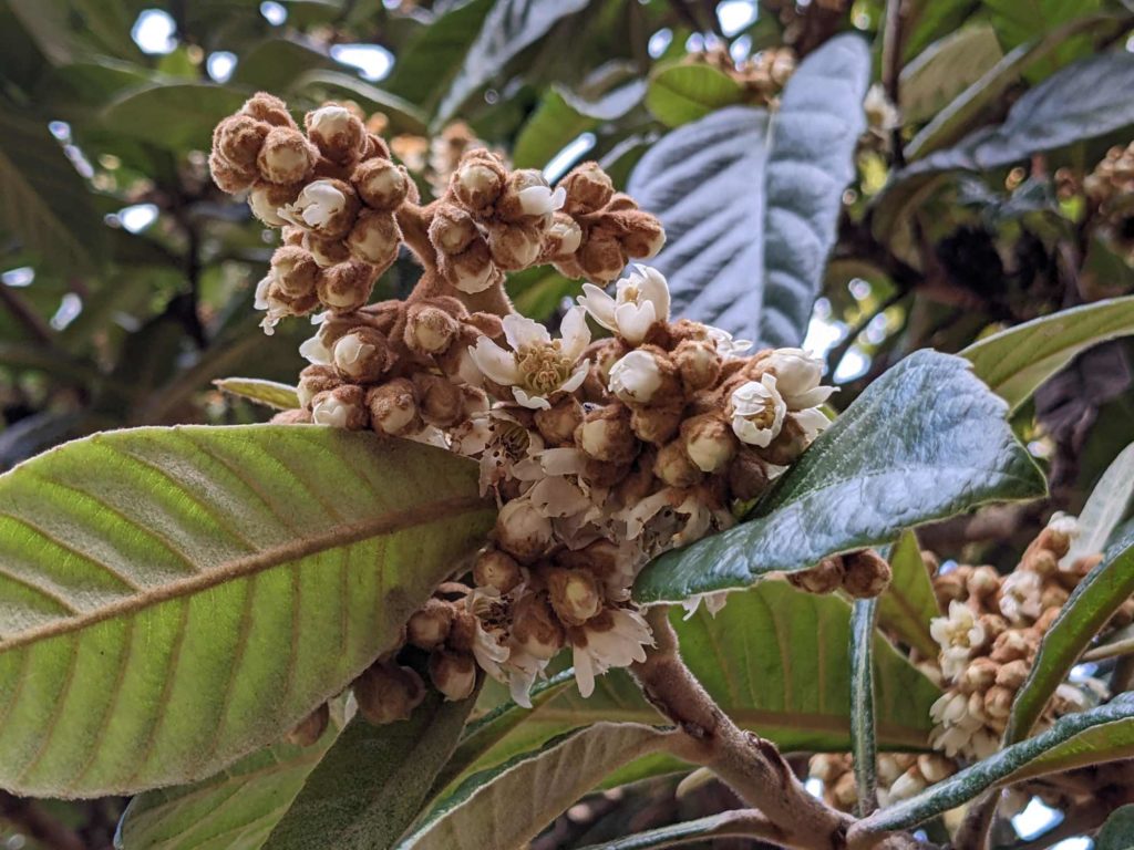 Blüten der Japanischen Wollmispel (Eriobotrya japonica)blühende Japanische Wollmispel