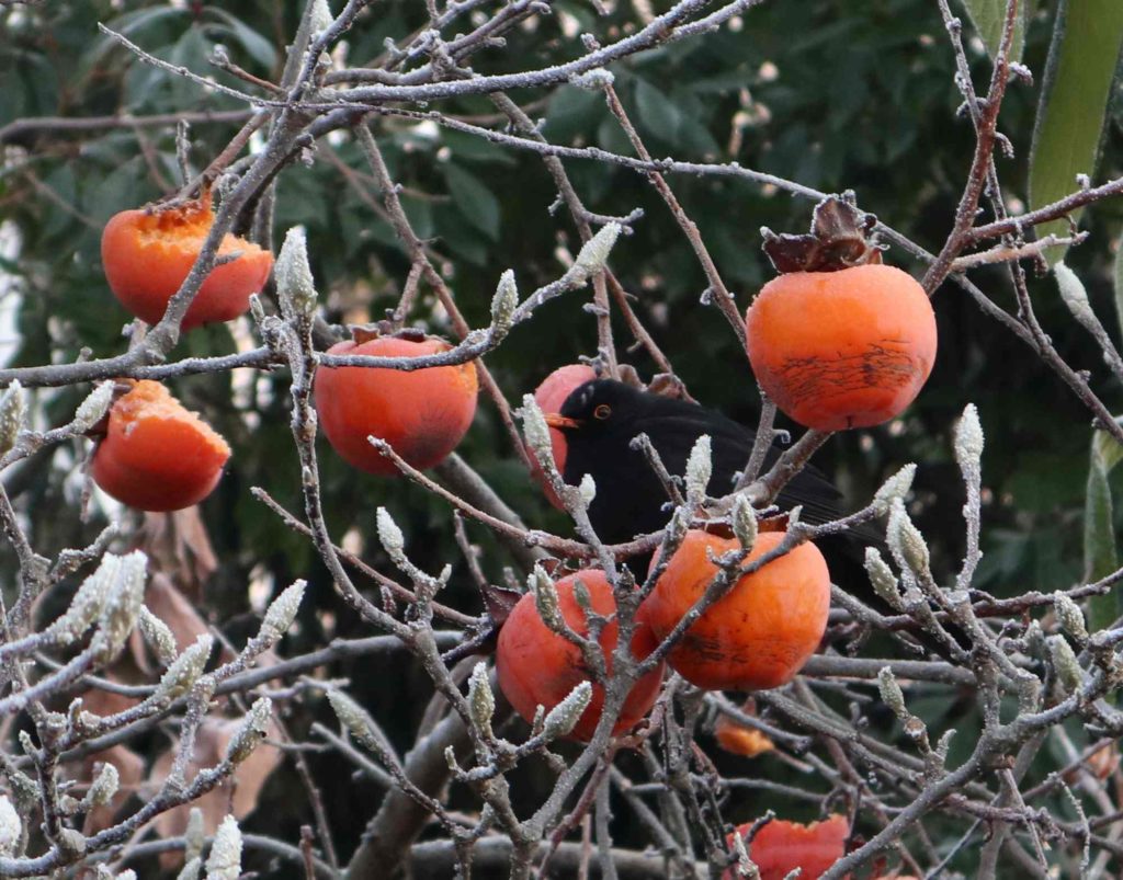 Kakifrüchte am Baum