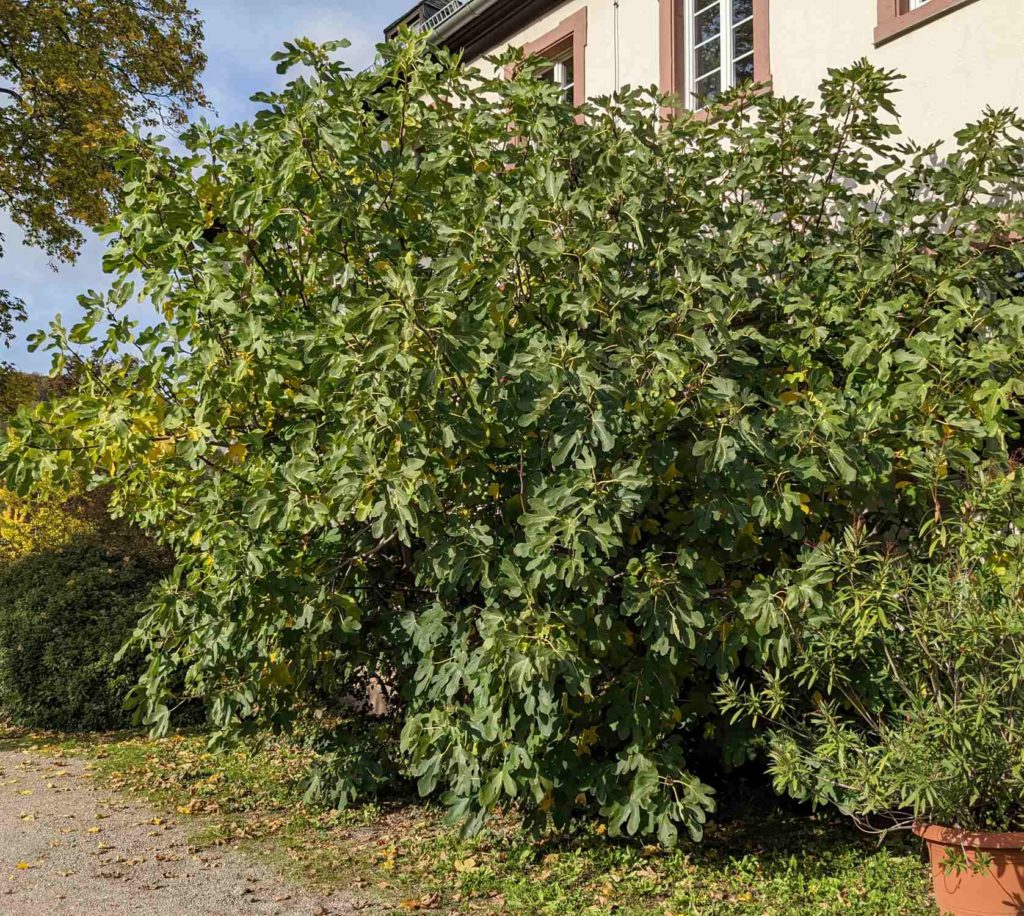 Feigenbusch, Feigenbaum mit Früchten