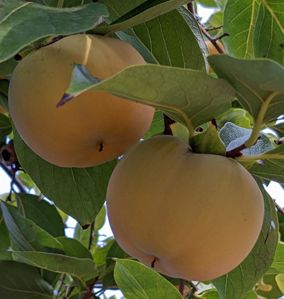 unreife Kakifrüchte am Baum