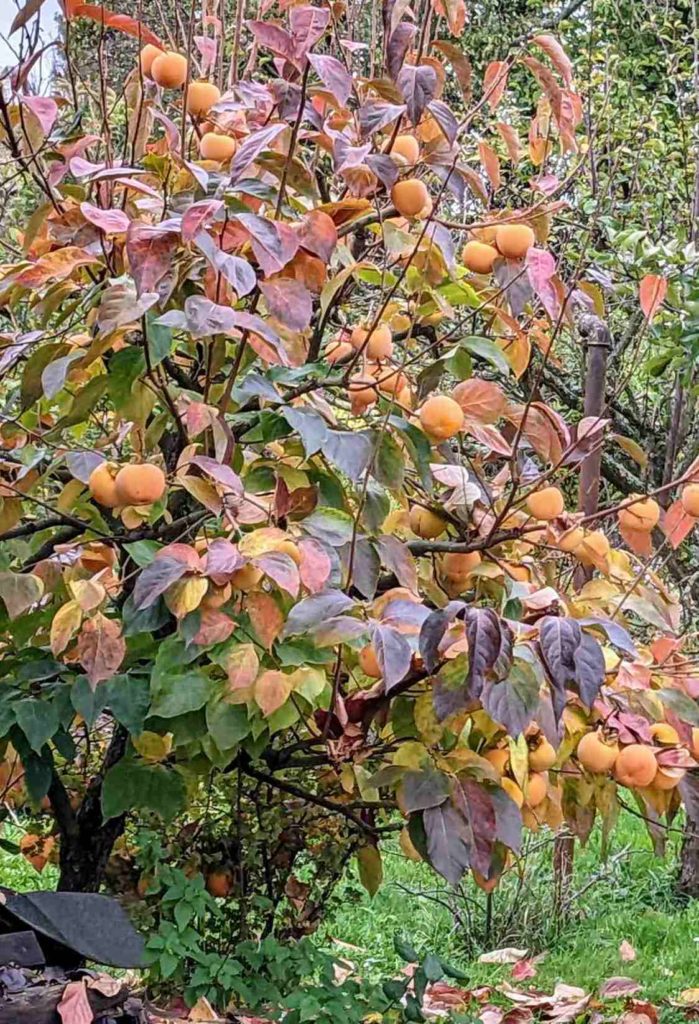 Kakibaum mit Früchten und Herbstfärbung
