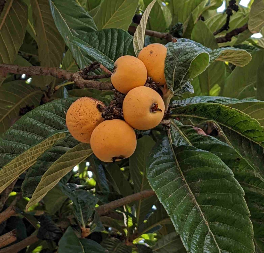 Loquats, Früchte der Japanischen Wollmispel