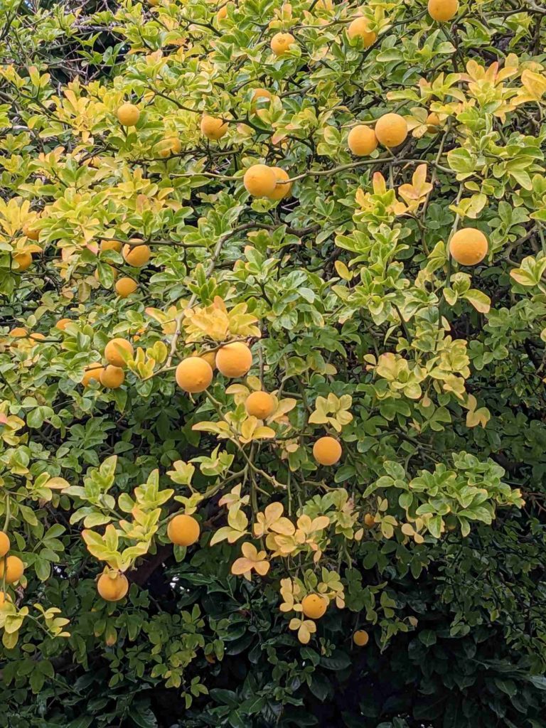  Dreiblättrige Orange (Poncirus trifoliata), auch Bitterorange oder Bitterzitrone