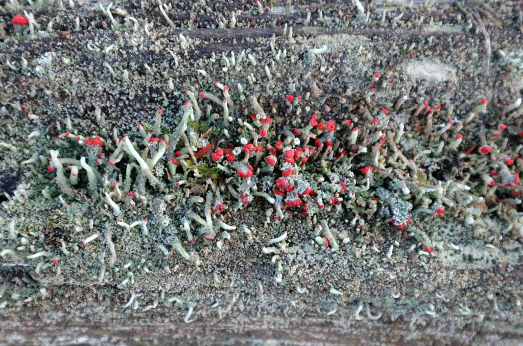 Finger-Scharlachflechte Cladonia digitata mit Fruchtkörpern (Apothecien)
