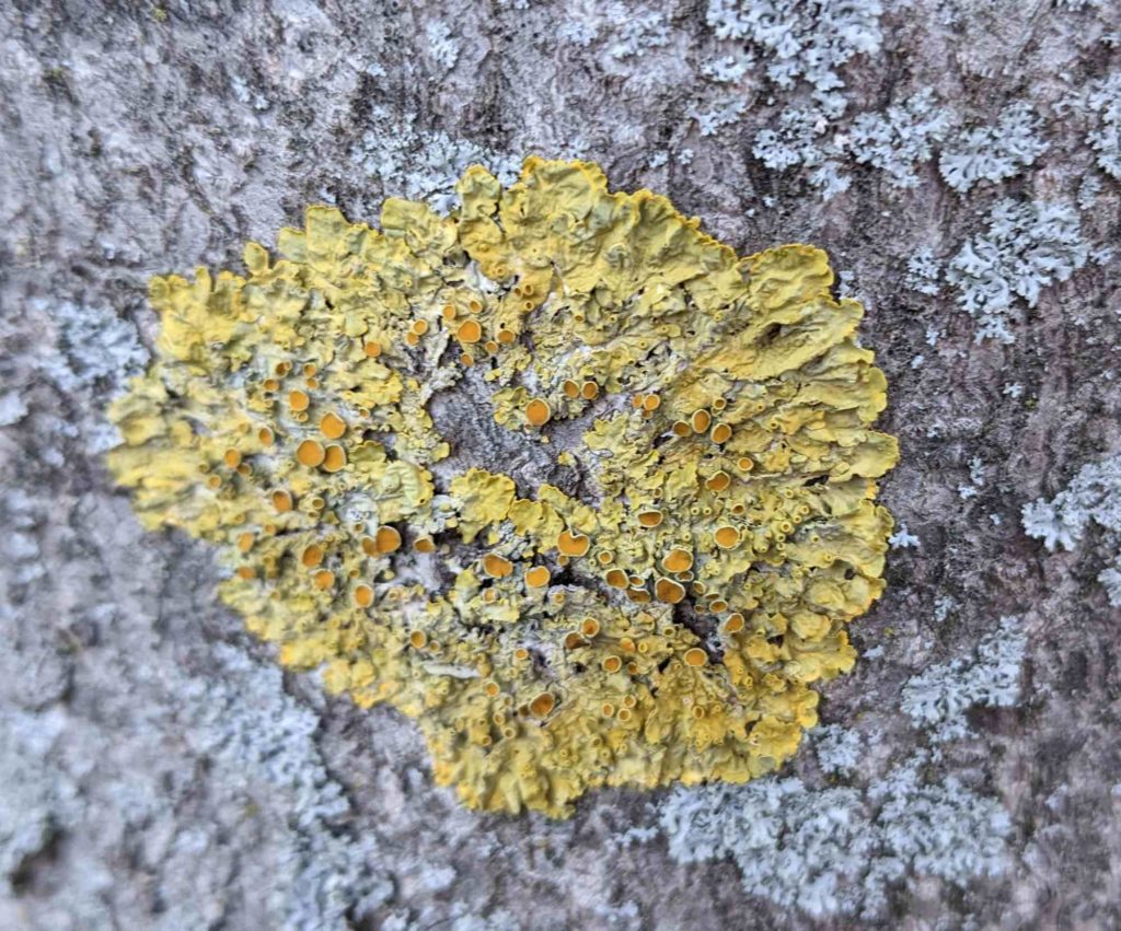 Gelbflechte Xanthoria parietina