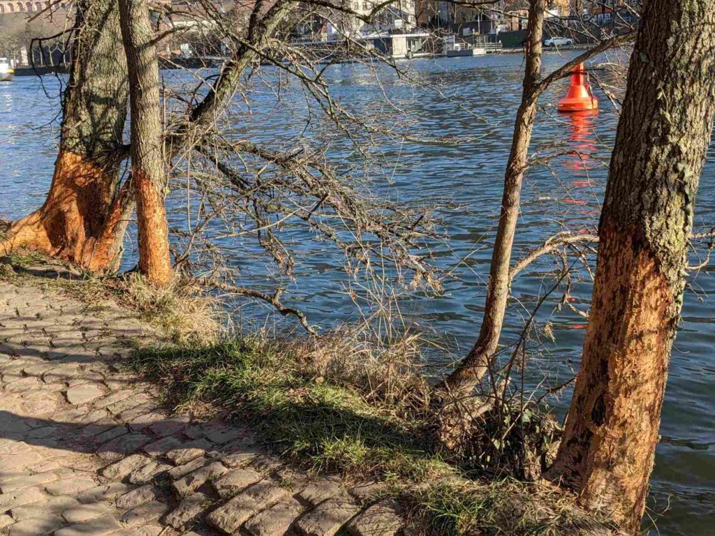 Fraßspuren von Bibern an einer Korkulme. Schäden durch Biber