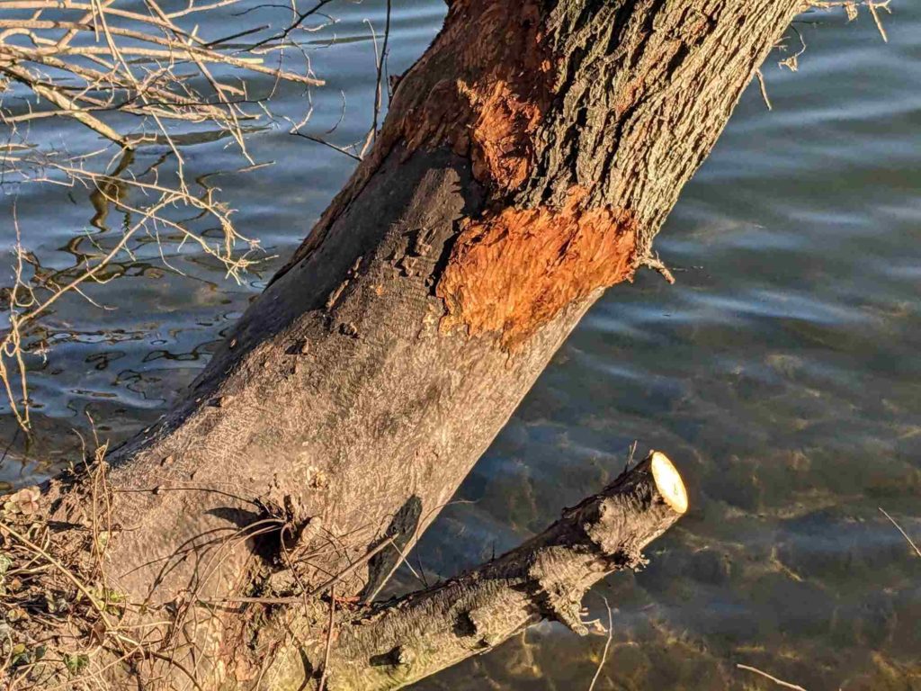 Fraßspuren von Bibern an einer Korkulme; Schäden durch Biber