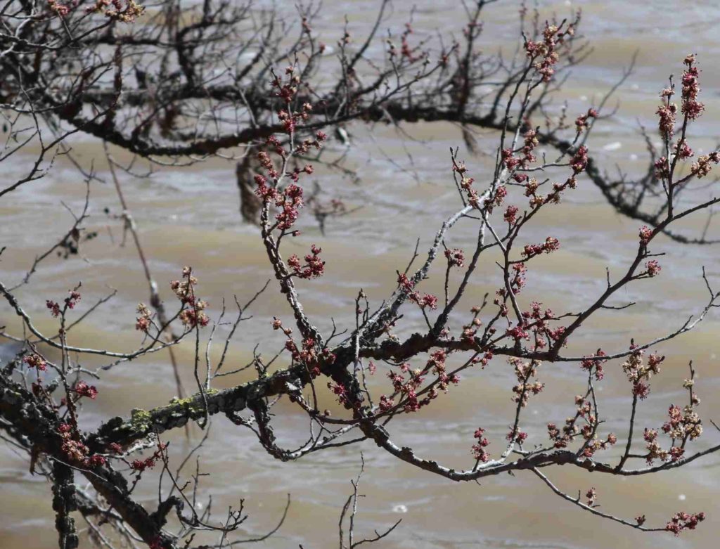 Die Korkulme ist ein Baum der Kontraste: knorrige Äste, zartrosa Blüten.