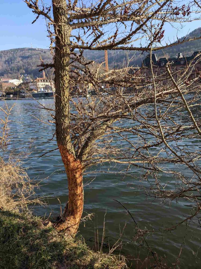 Fraßspuren von Bibern an einer Korkulme. Schäden durch Biber