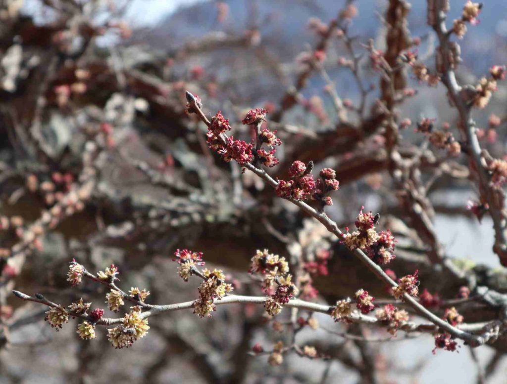 Die Korkulme ist ein Baum der Kontraste: knorrige Äste, zartrosa Blüten.