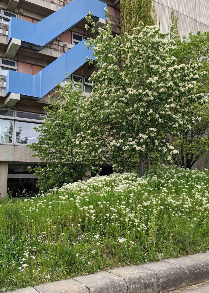 Blühende Elsbeere am Campus INF