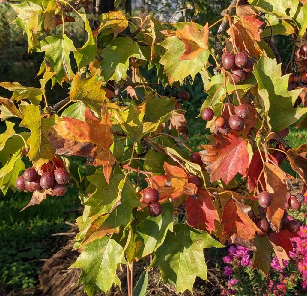 Elsbeere mit Früchten und beginnender Herbstfärbung