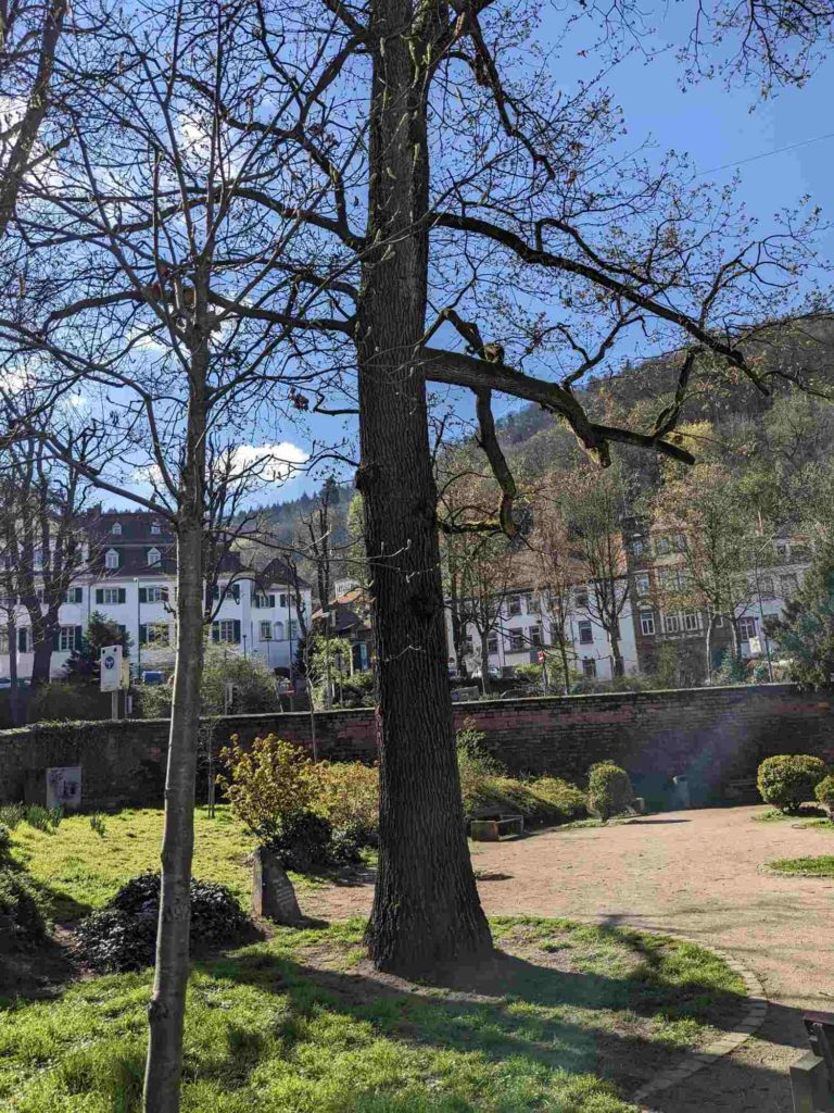 Junge Elsbeere im Vordergrund, im Hintergrund die Luthereiche an der Peterskirche in Heidelberg