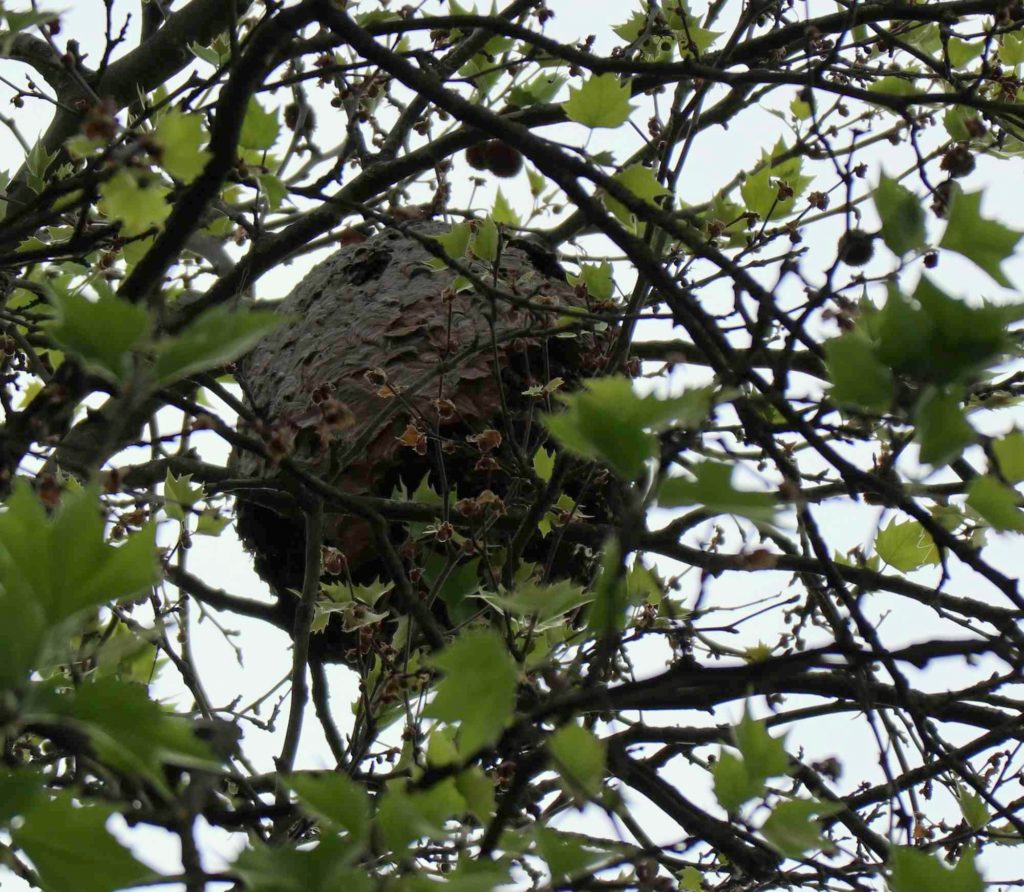 Nest der Asiatischen Hornisse, Sekundärnest der Asiatischen Hornisse, Heidelberg, Baden-Württemberg