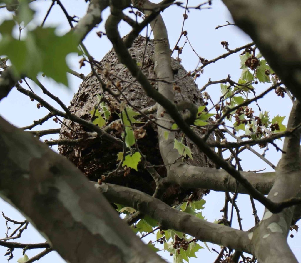 Nest der Asiatischen Hornisse, Sekundärnest der Asiatischen Hornisse