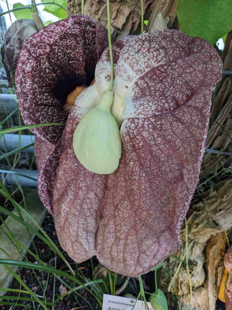 Brasilianische Pfeifenwinde in Blüte,Aristolochia gigantea Mart. in Blüte