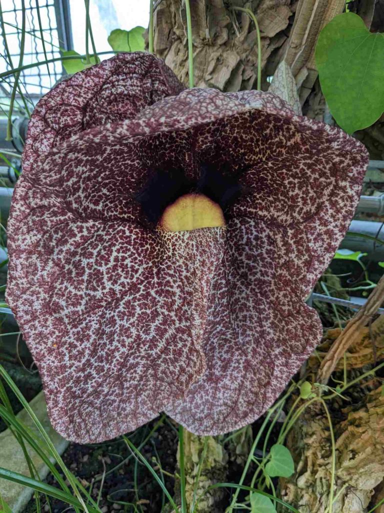 Brasilianische Pfeifenwinde in Blüte,Aristolochia gigantea Mart. in Blüte