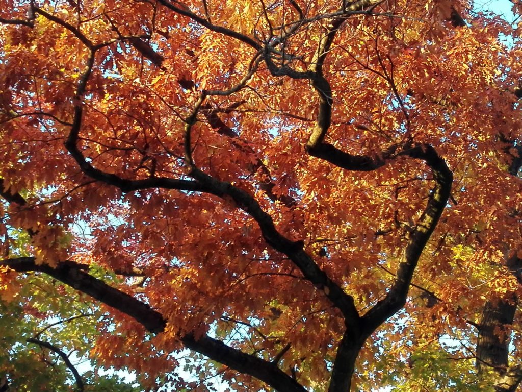Alte Rot-Eiche in Herbstfärbung.