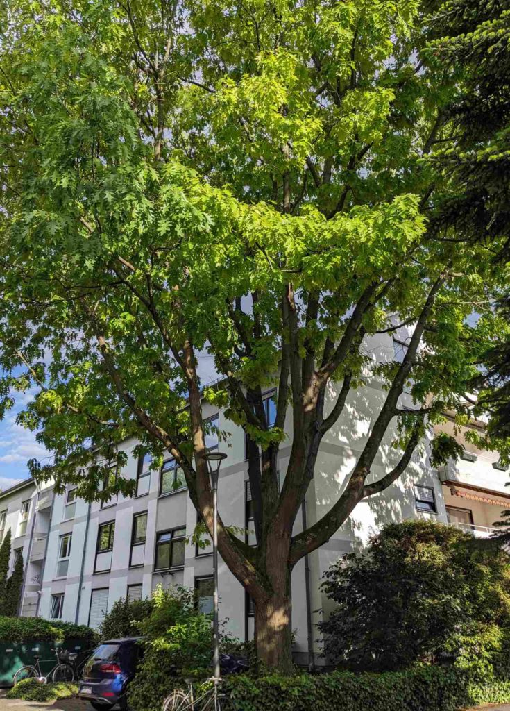 Große Rot-Eiche als Stadtbaum auf privatem Grund.