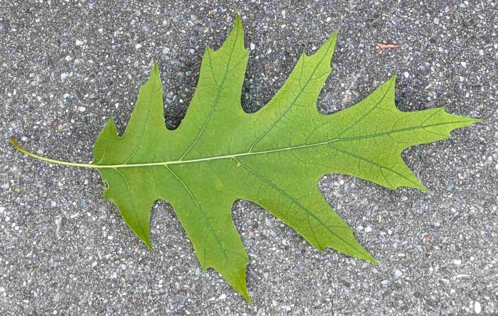 Blatt einer Amerikanischen Rot-Eiche. Charakteristisch sind die Blattlappen mit spitzen Enden.