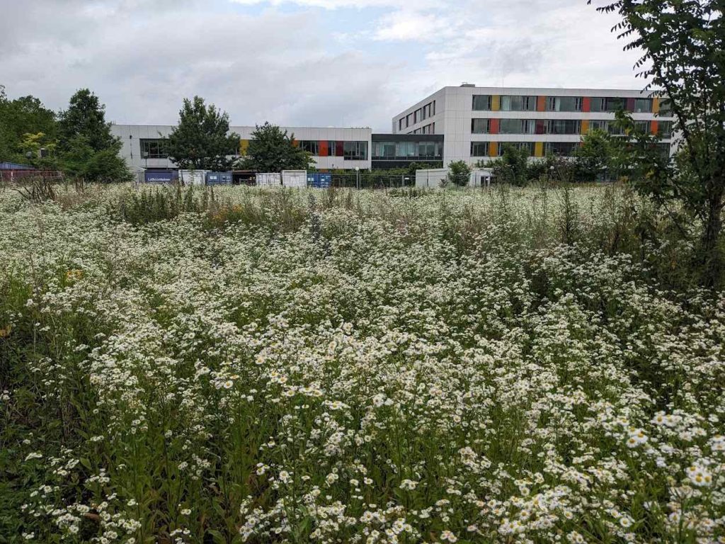 Feinstrahl-Berufkraut, Einjähriges BerufkrautMassenvorkommen 