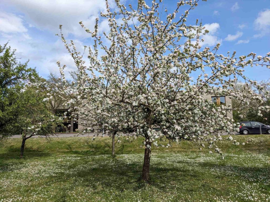 Die jetzt zerstörte Streuobstwiese - vor einem Jahr in voller Blüte