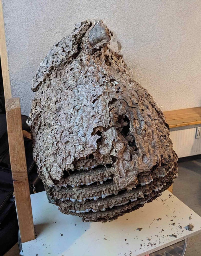 Sekundärnest der Asiatischen Hornisse (beschädigte Außenhülle)