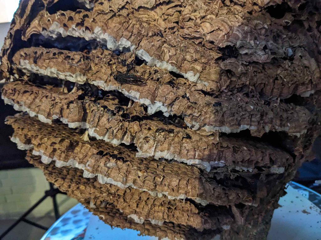 Wabenstruktur in einem Nest der Asiatischen Hornisse